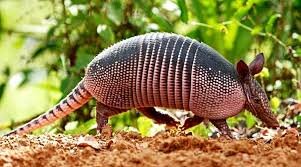 Броненосец