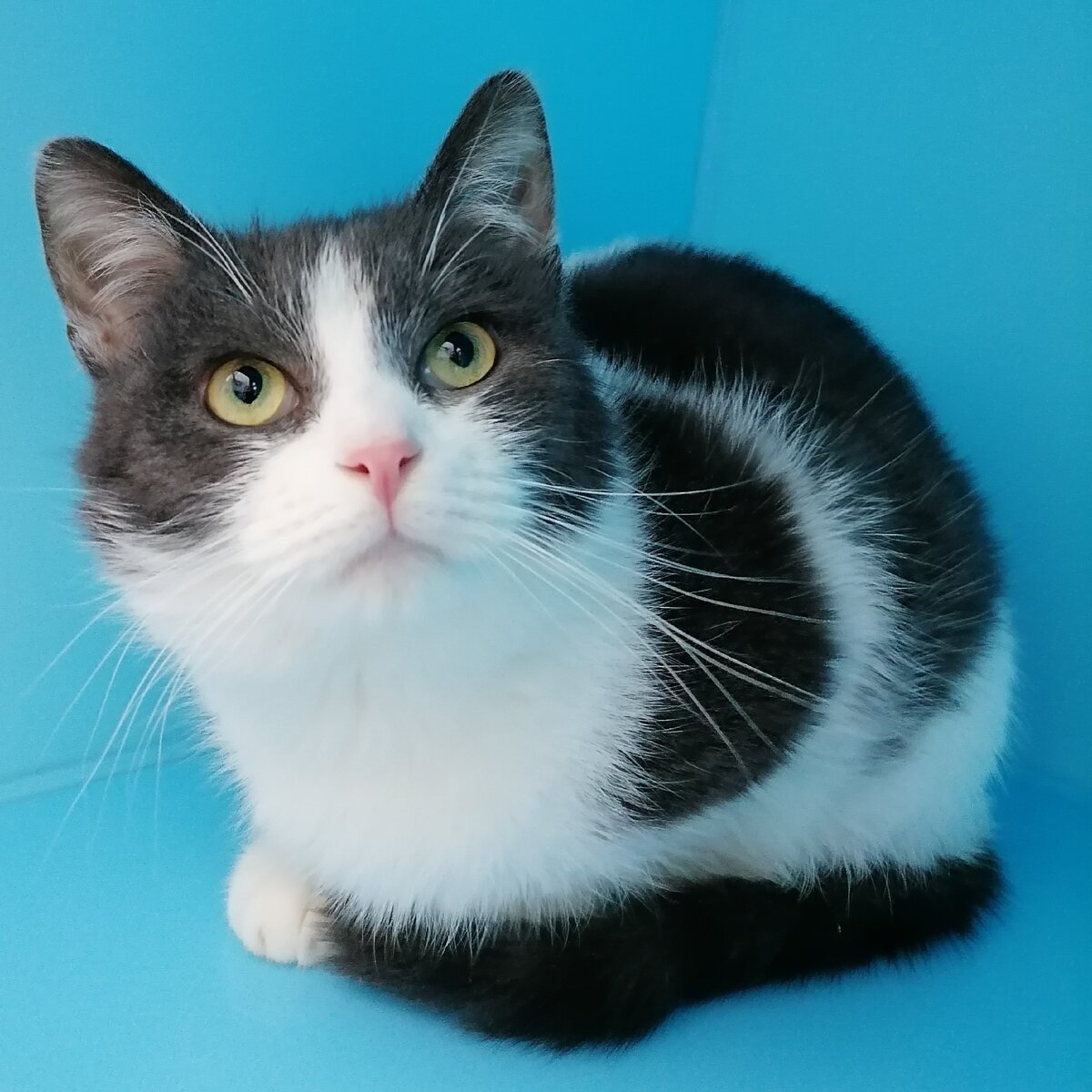 И трогательный розовый носик😍