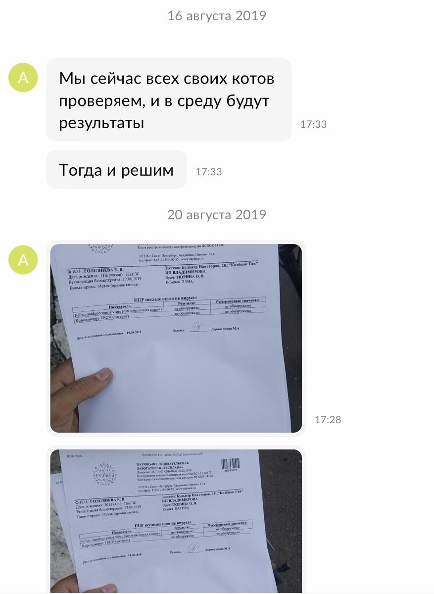 Как отреагировали разведенцы на мою просьбу вернуть деньги за больного  котенка: показываю переписку | Динара и коты | Дзен