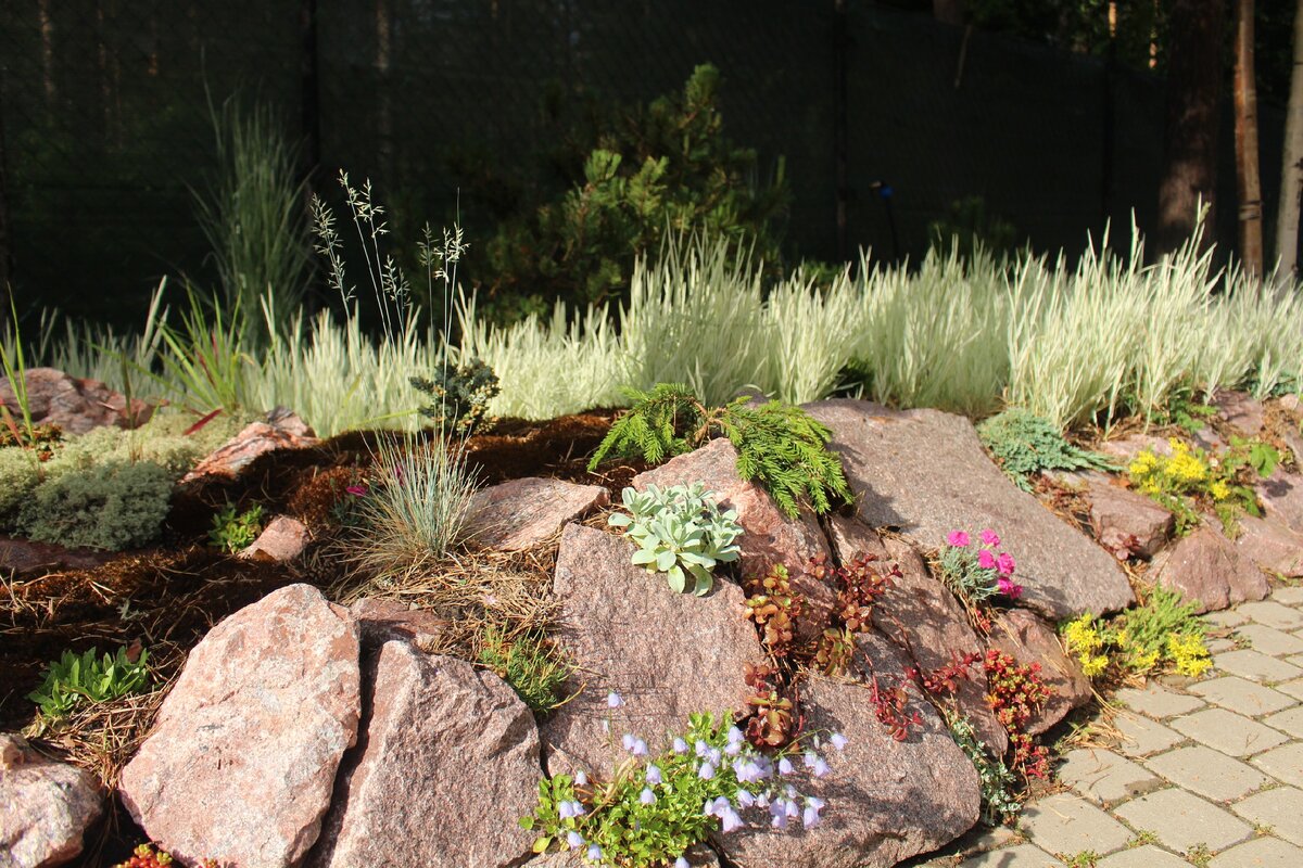 2. Мой сад в июне