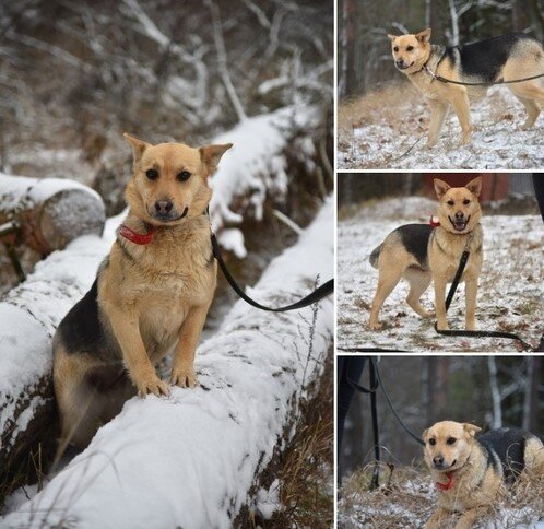 Марту привезли строители, при них она выросла и у нее появились щенки.