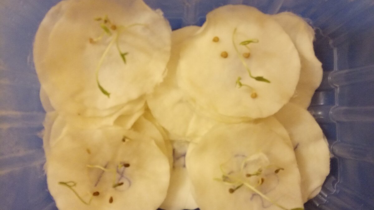 А на некоторых семенах уже ростки больште