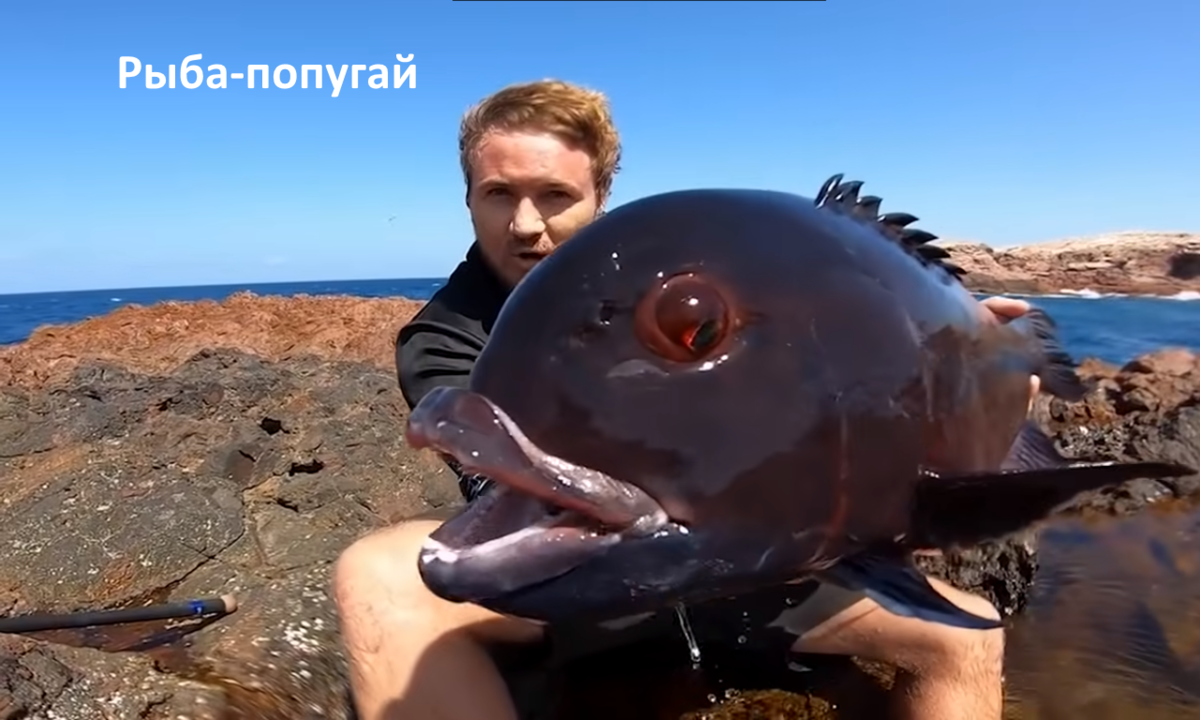 Рыба-попугай