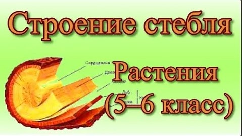 Строение стебля Биология 5 6 класс