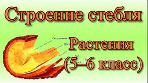 Стебель — осевая часть побега. Он выполняет различные функции: осевую, проводящую, опорную, запасающую. Выполняемые функции обуславливают особенности строения этого органа.-2