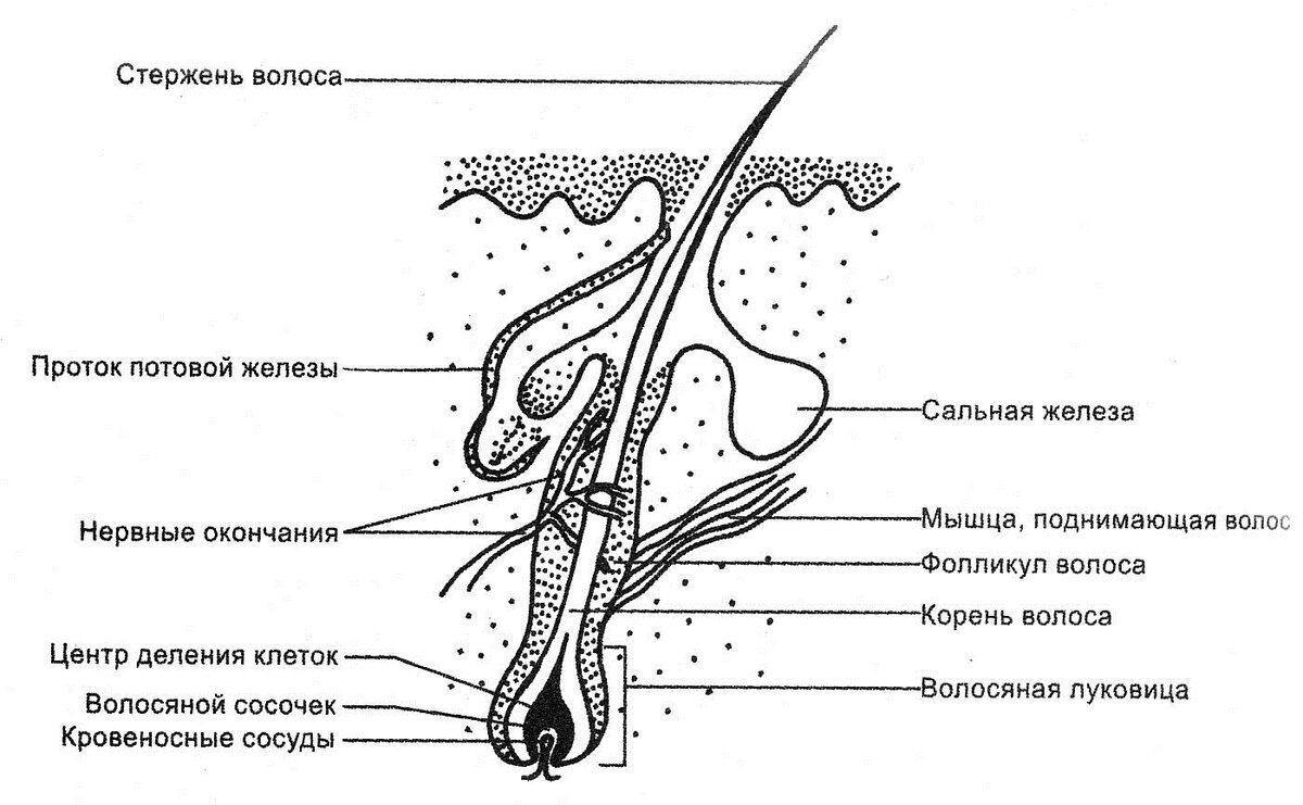 Могут ли быть нервные окончания в волосах