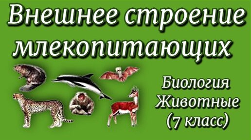 Высшие млекопитающие 7 класс. Внешнее строение млекопитающих 7 класс биология. домашние млекопитающие 7 класс биология. млекопитающие егэ биология.