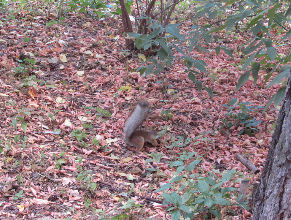 если на этом фото вы видите белочку, то вам следует обратиться в кабинет номер 15 (запись через Госуслуги). А если вам видится светлое будущее, то всё нормально.