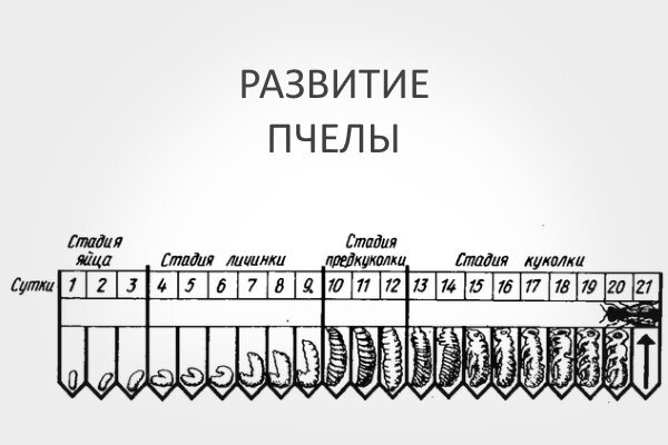 Стадии развития пчелы в картинках