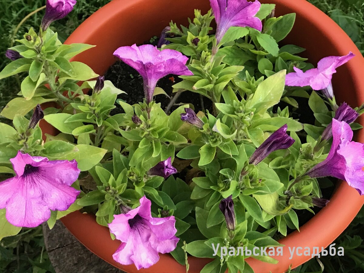 Неправильный режим полива
