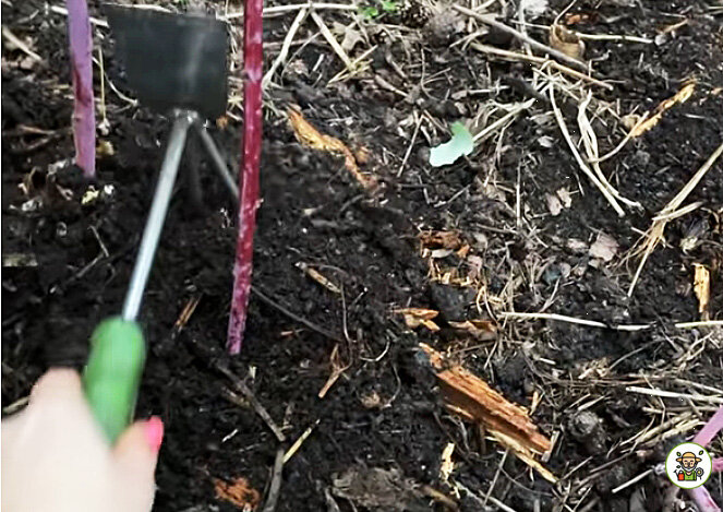 Рыхлим почву под кустом