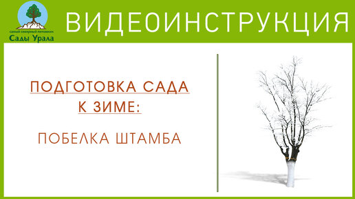 Подготовка сада к зиме: побелка штамба