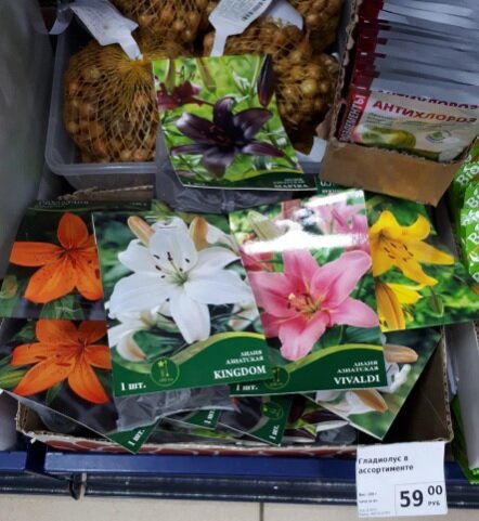 луковицы лилии в продаже в фикс прайс, луковицы многолетников в фикс прайс, фикс прайс обзор новинок