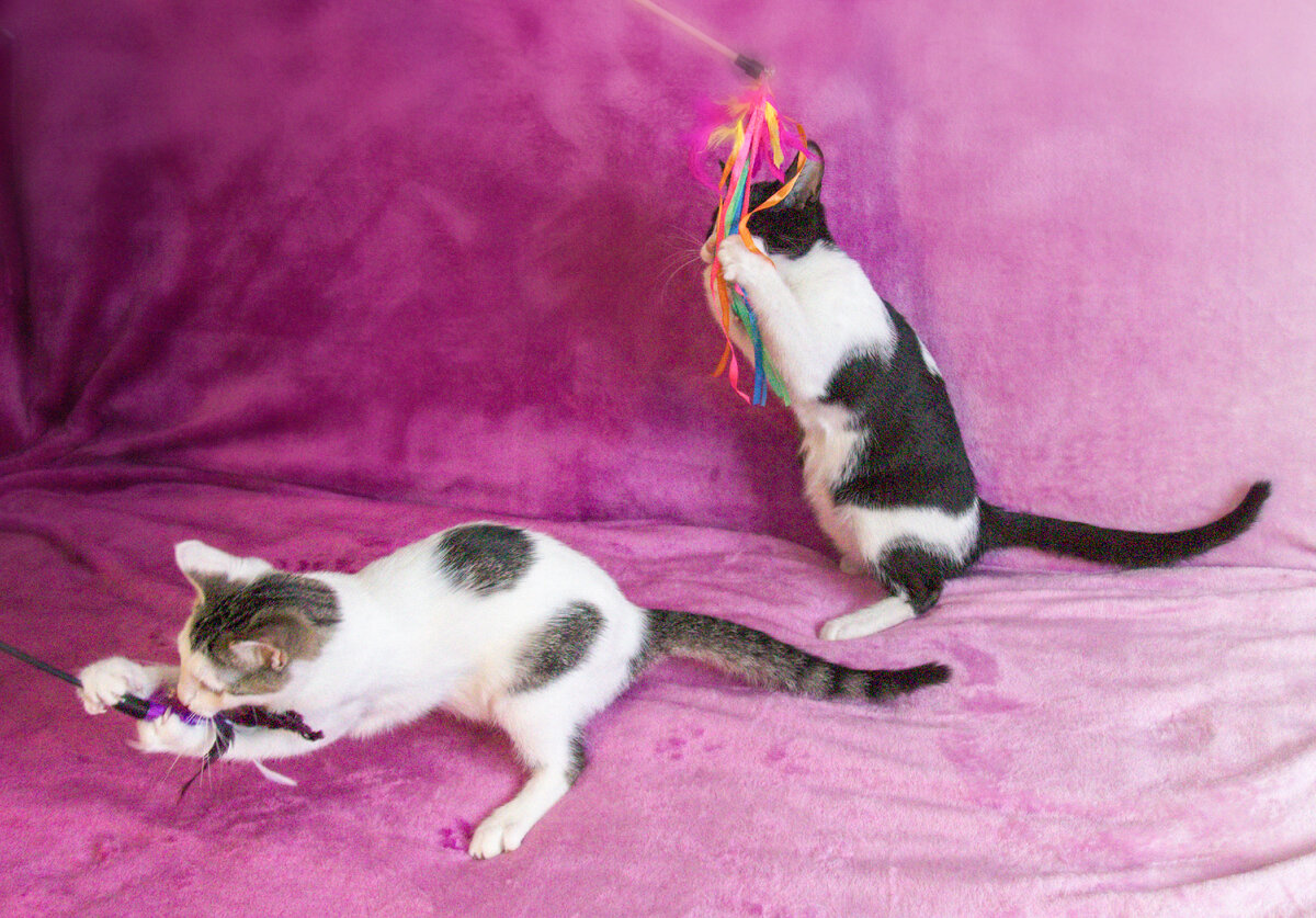 Как все детки, даже если это котодетки, обожают играть. Составите им кампанию?