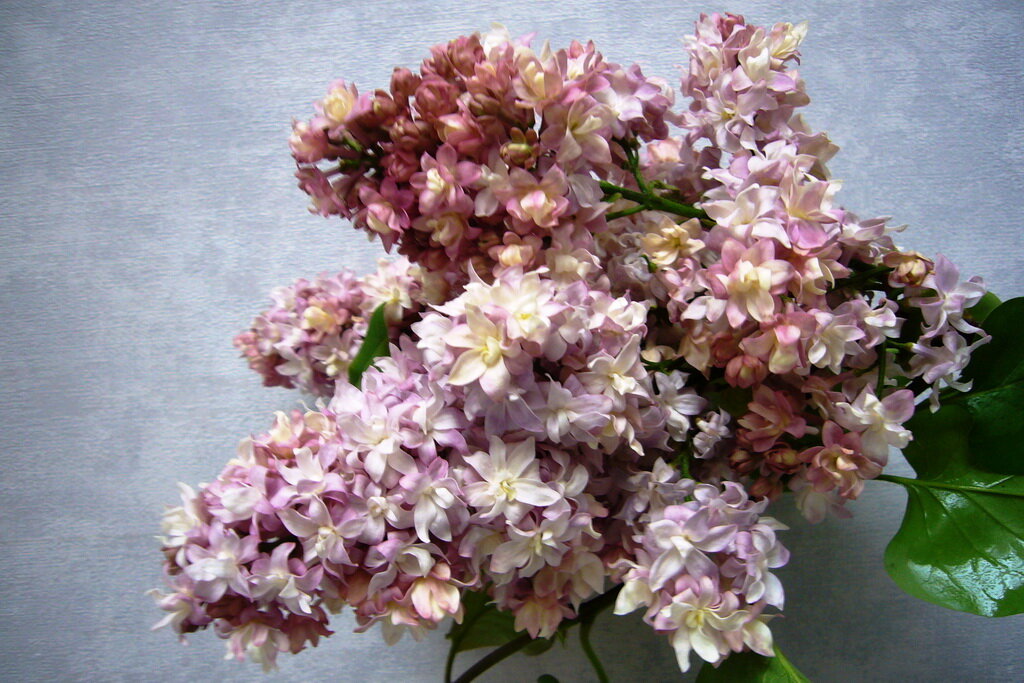 Сирень обыкновенная "Федерико Гарсиа Лорка"