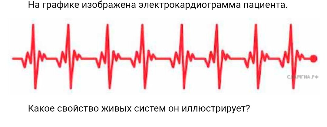 Электрические явления в сердце экг. Физические методы регистрации биопотенциалов. Электрическая активность предсердий экг. Электрокардиограмма сердца отражает электрическую активность. Свойства живых систем электрокардиограмма.