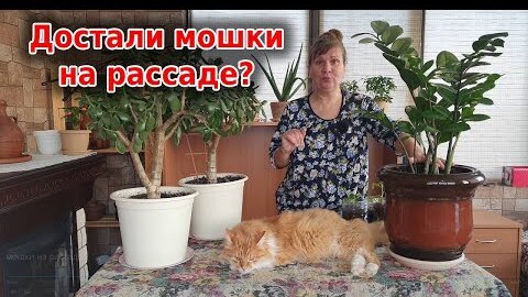 Черная мошка на рассаде? Что делать, как бороться. Проверенные способы