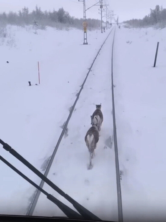 ФОТО: VK.COM В САЛЕХАРДЕ.РУ/ОБЪЯВЛЕНИЯ/САЛЕХАРД