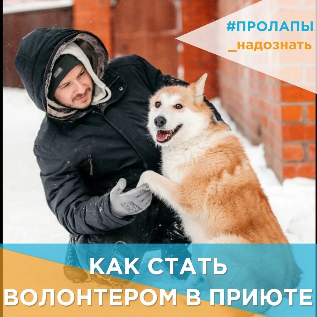 Как стать волонтером приюта для животных | Фонд 