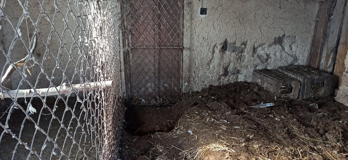 Грунт должен быть питательный и с хорошим дренажем