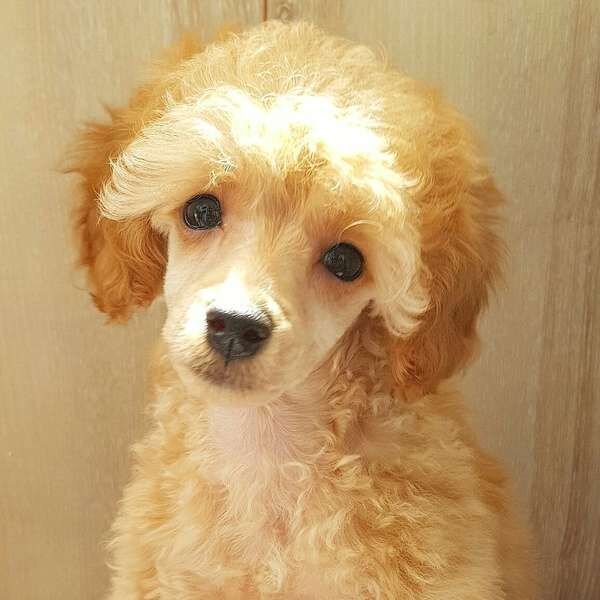 Источник фото;  «Яндекс картинки»