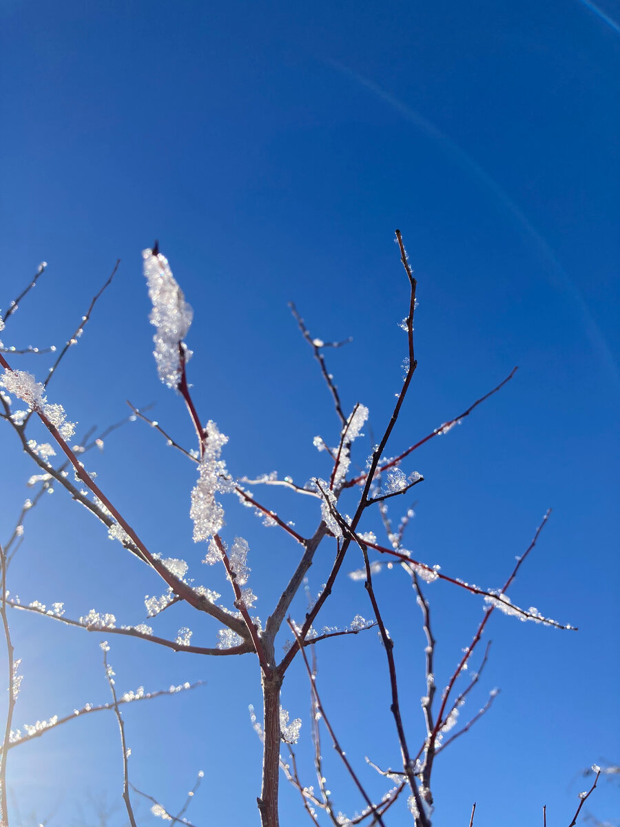 Ветка моей молоденькой вишенки. Зацветет же, вот-вот, месяц какой-нибудь, и зацветет!