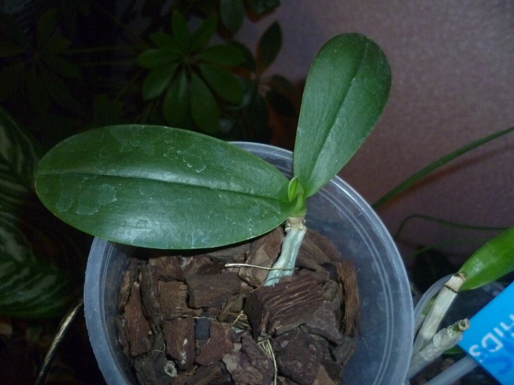 Детка отсажена 