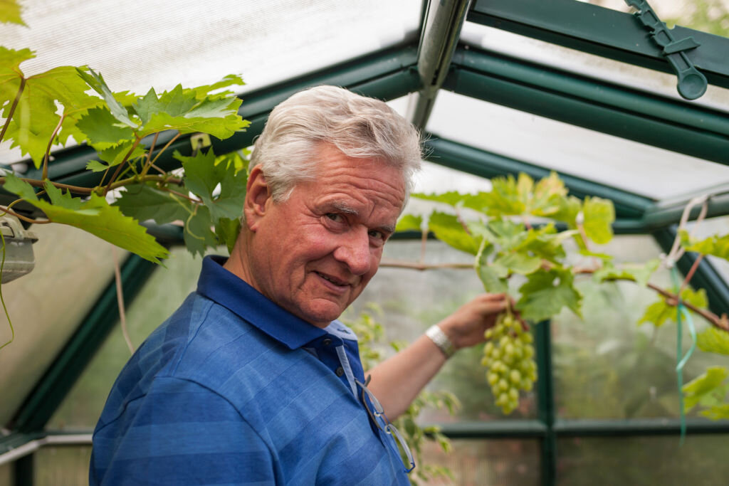 Теплица под выращивание винограда: что нужно учесть и не забыть