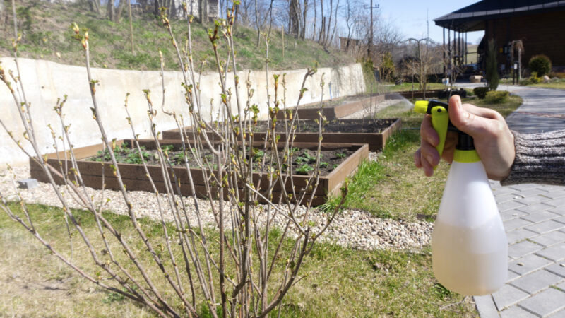 Опрыскивание кустов. Иллюстрация для статьи используется по стандартной лицензии ©ofazende.com