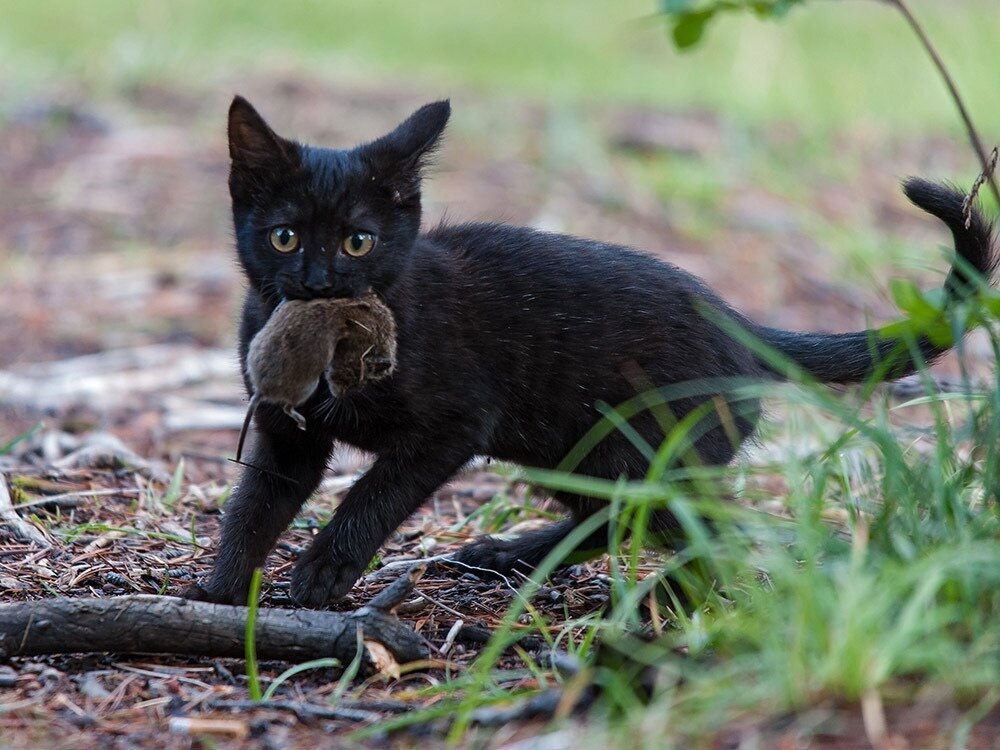 Кот добыча. Карликовая пантера. Черная кошка крысоловка. Черные кошки породы Крысолов. Кот Крысолов черный.