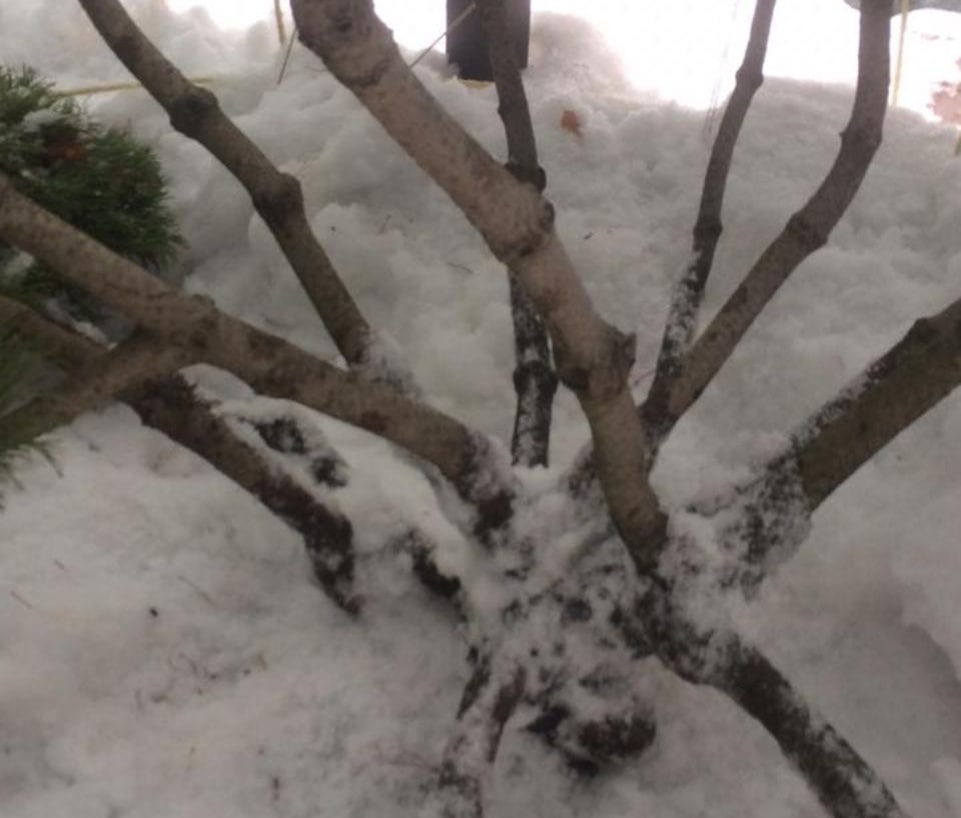 Отбрасывание снега в приствольных кругах деревьев