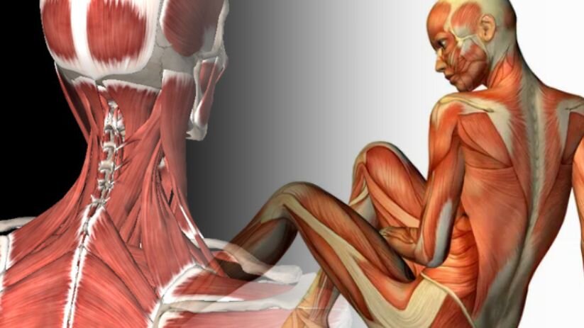 Нашего тела замысловатое мышц переплетение // коллаж автора, изображения freepik.com, wellness.ru