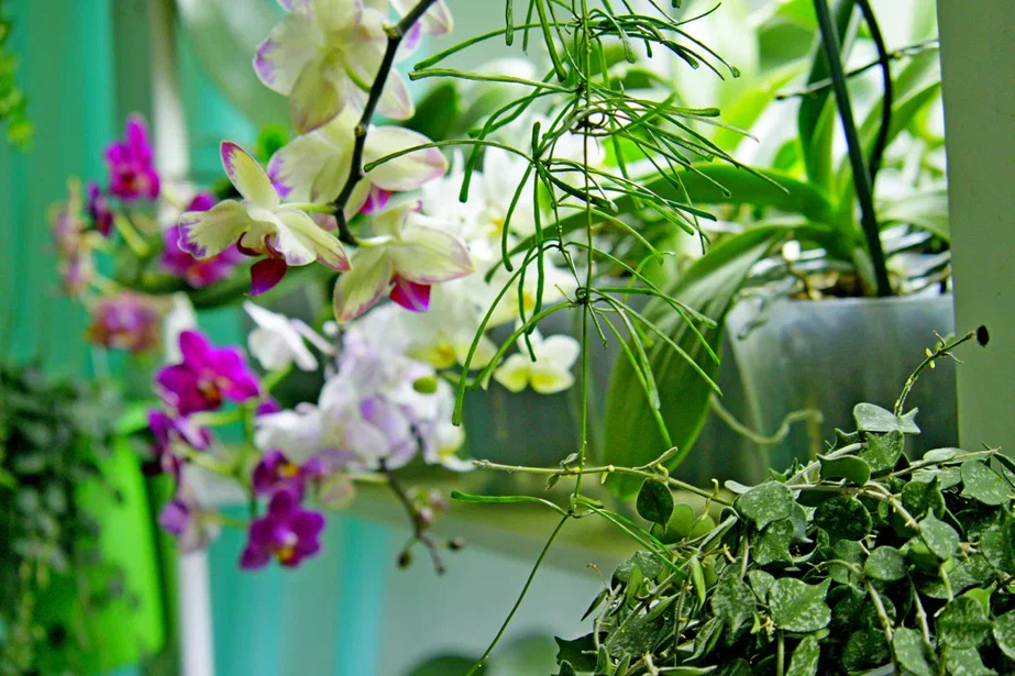 Фото и коллекция автора Masteritayaplants