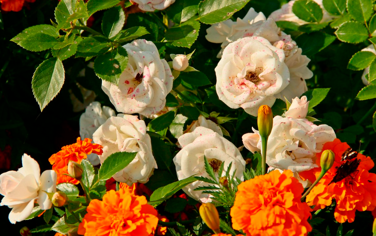 Яндекс Картинки