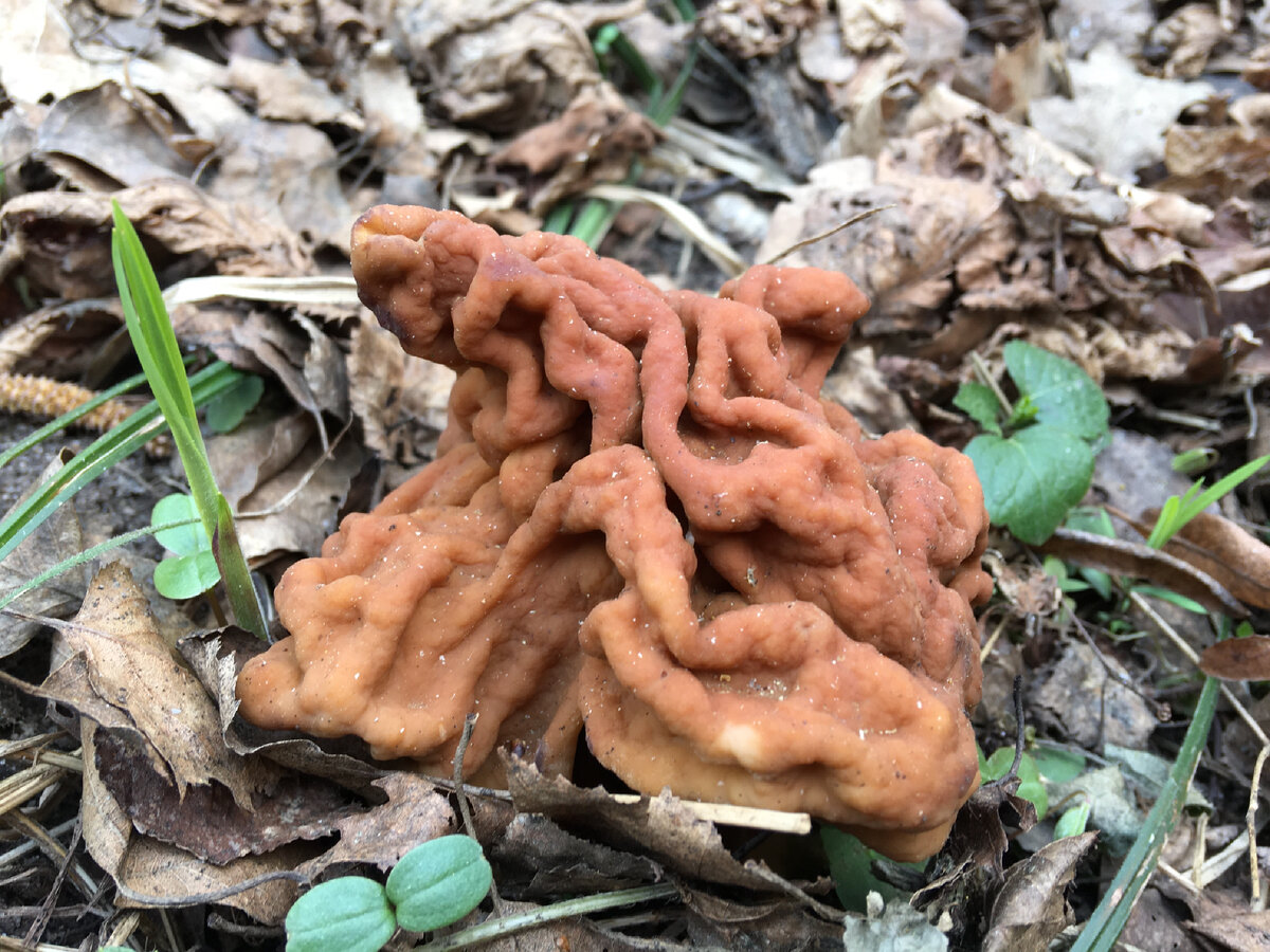 Строчок гигас