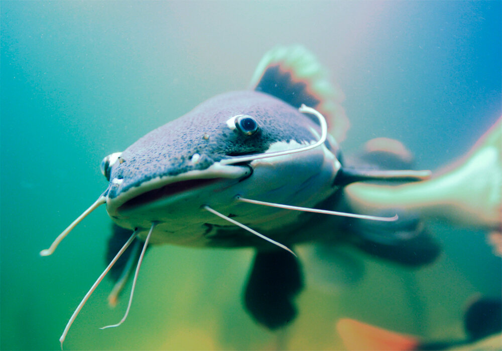 В глубине вас ждёт сом. Фото chudo-prirody.com