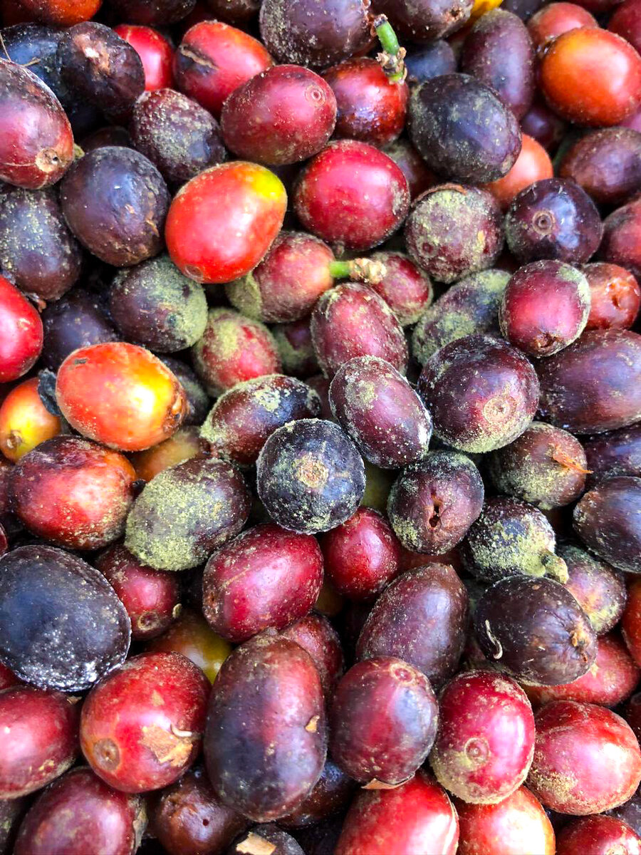 MSCO-11 koji на разновидности красный бурбон с фермы El Vergel