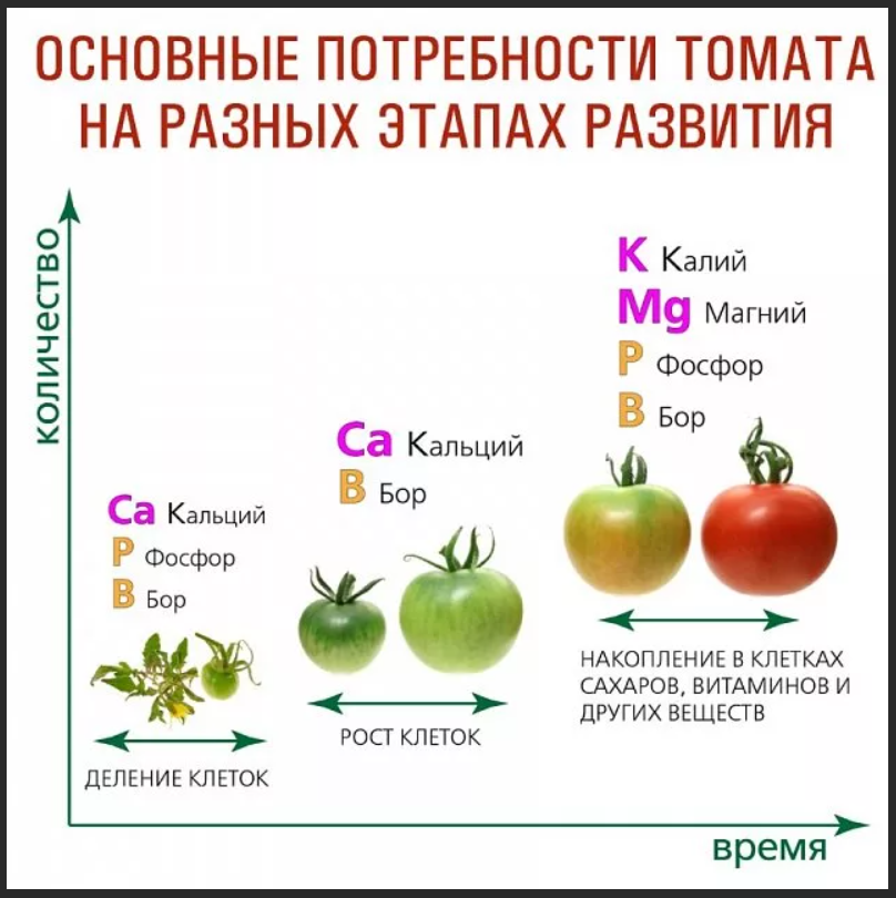 Схема подкормок томатов на весь период выращивания