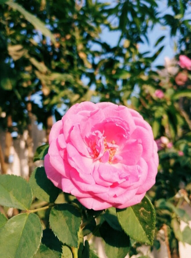 Фото из фотостока
