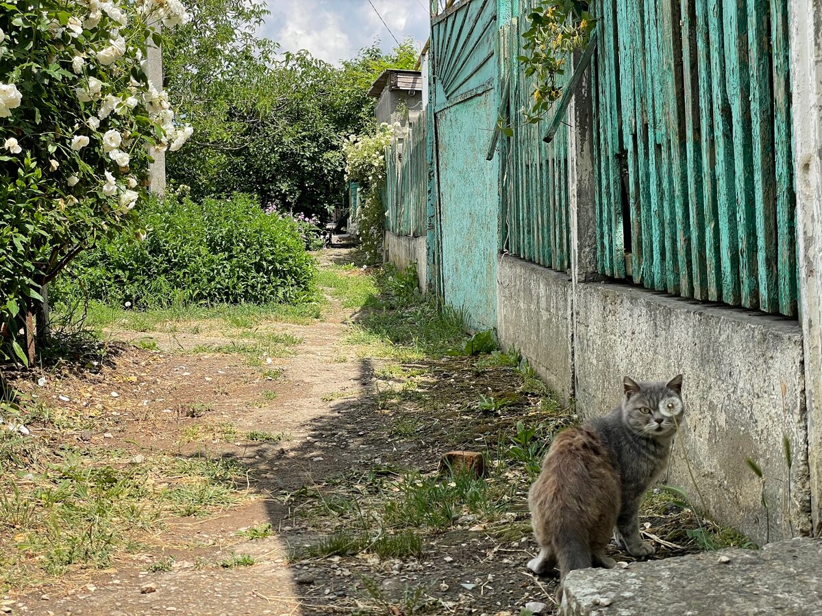 Джанкойский котик 
