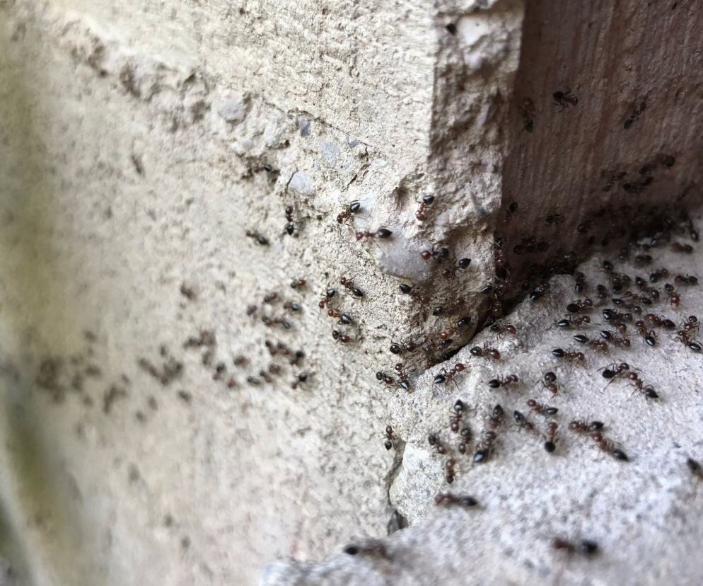 Уничтожение муравьев монетная 23. Муравьиные экскременты. Уничтожение муравьёв. Муравей уничтожить. Муравьи уничтожают тараканов.