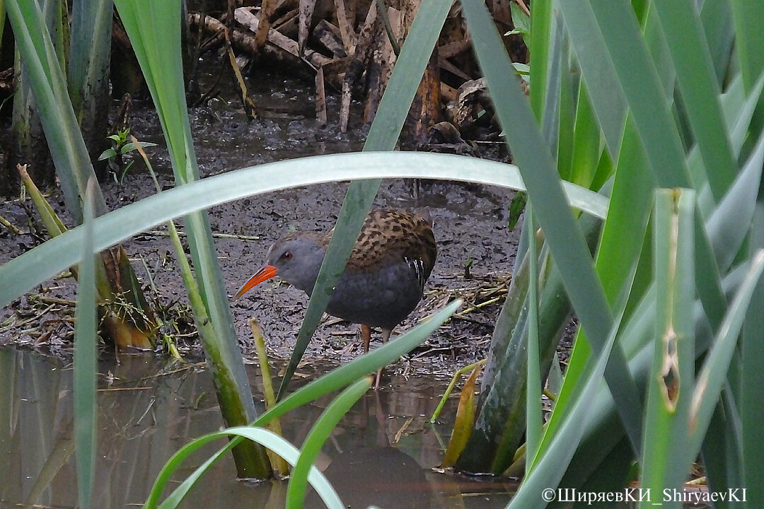 (лат. Rallus aquaticus)