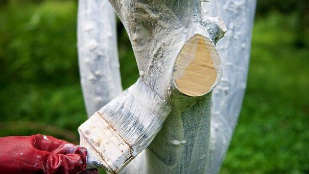 После одноразовой обработки данным раствором штамб и скелетные ветви деревьев приобретают более свежий и чистый вид. Этот состав более устойчив к дождям, держится продолжительное время, и за счёт медного купороса ещё лучше обеззараживает древесную кору. 

Побелку весной необходимо проводить до появления листьев, в марте – апреле, пока земля не прогрелась до того температурного режима, когда пробуждаются в ней вредители.
Но на этом мы с вами не прощаемся, заходите ещё!