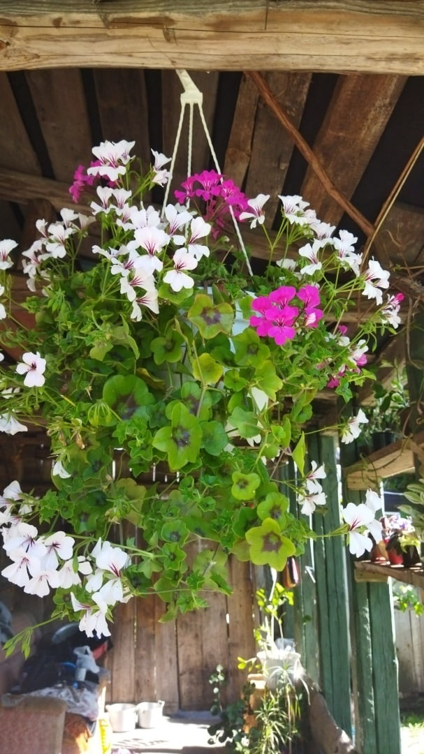 Тоже герань