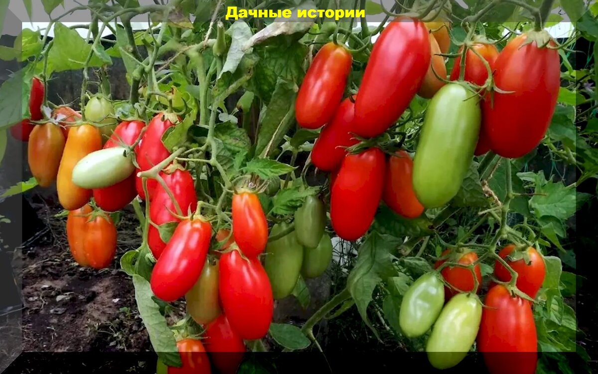 Томат Запуняка (0,05г) - купить в интернет-магазине по низкой цене на Яндекс Мар