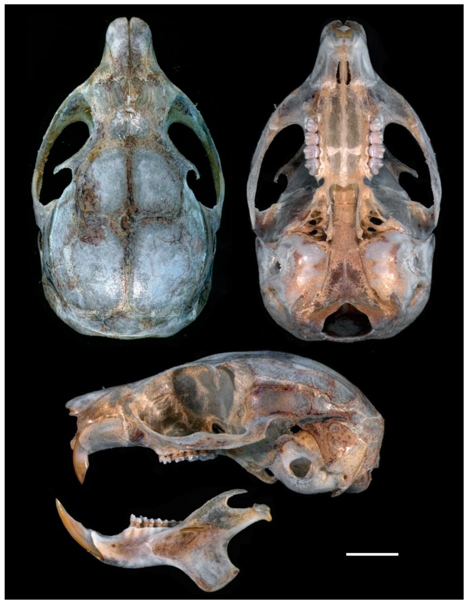 Череп обнаруженной белки-летяги. Источник: Kruskop et al. / Diversity, 2022