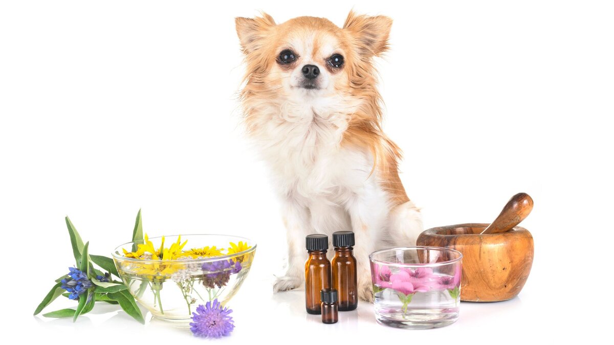 Какие масла не подходят для собак?