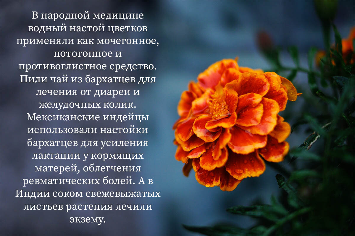 Бархатцы в косметологии. Полезные свойства чернобрывцев. Чернобривец цветок фото и описание. Бархатцы применение в народной медицине рецепты.