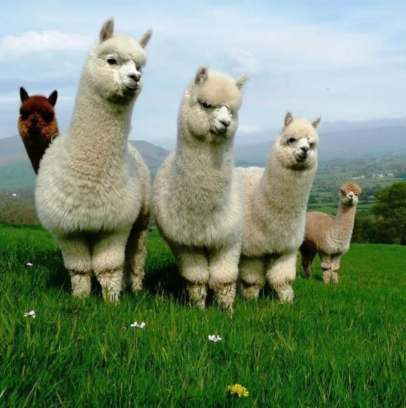 Ламы осуждают и вопрошают!