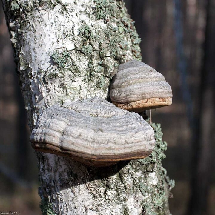 Гриб трутовик на берёзе